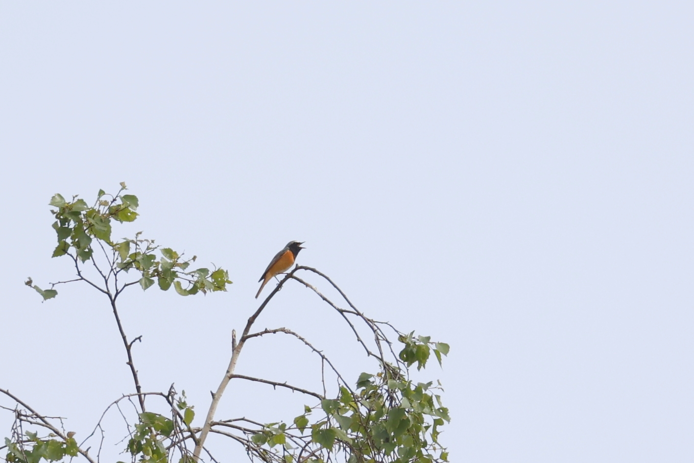 Gekraagde roodstaart (Loonse En Drunense Duinen). Foto van Gerda van der Meer.